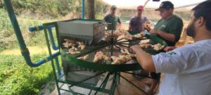 patente verde itapina 1